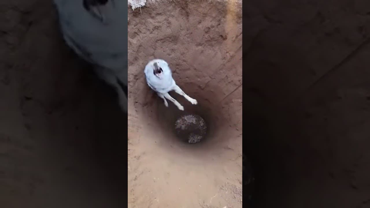 🐺 COYOTE CAUGHT! Scrappy Predator in the Pit! 【絶体絶命】コヨーテが罠に転落！上から捉えた焦燥の叫び