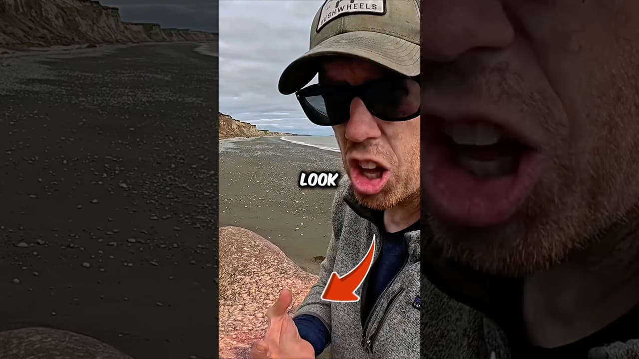 Man Finds an Extremely Rare Dead Walrus on a Deserted Alaskan Island