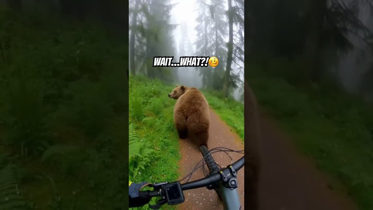 NO WAY😂 #funny #animals #viral #bear #shorts