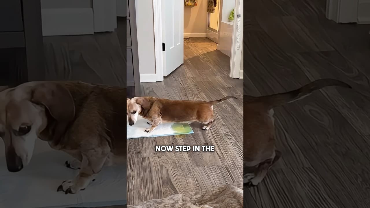 This Dog has the Funniest Morning Routine 😂