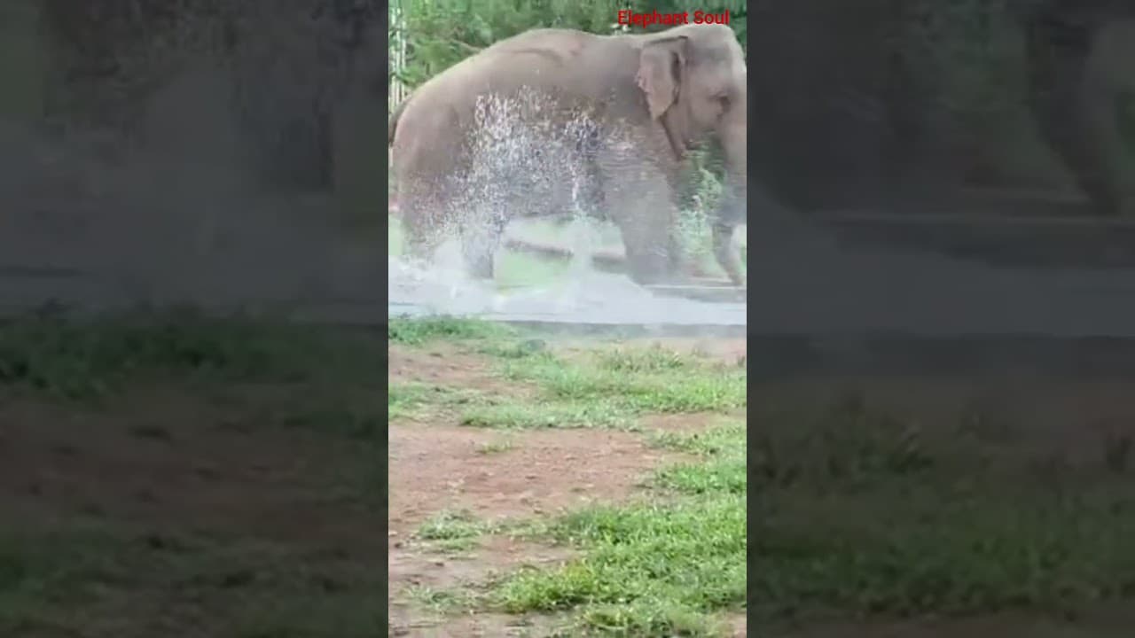 ViralVid #IndianWildlife #AsianElephant #ViralReel #MaaAurBeta #PashuPrem #IncredibleIndia