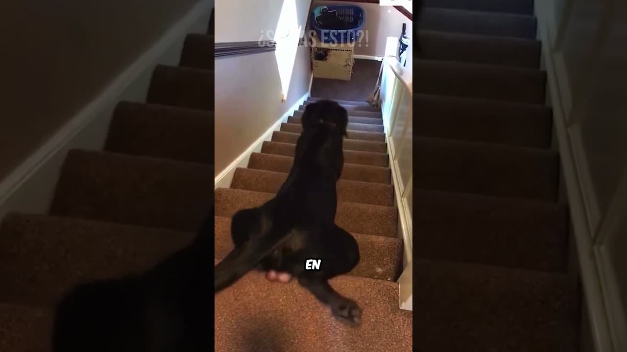 Después De Eso… ¡Nunca Más Baja Las Escaleras De Esa Forma! #curiosidades