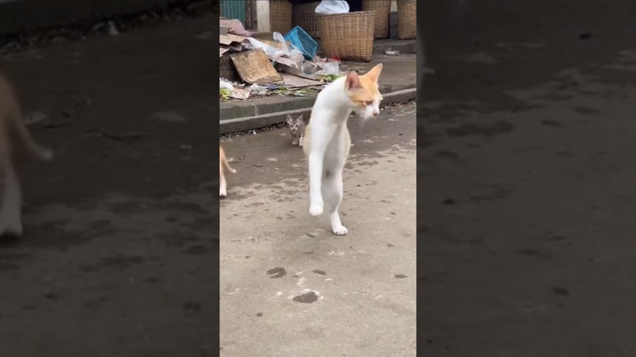 Walaupun pisiknya cacat,tetapi rasa keibuannya tidak pernah cacat 😭😭 #short#kucing #catlovers