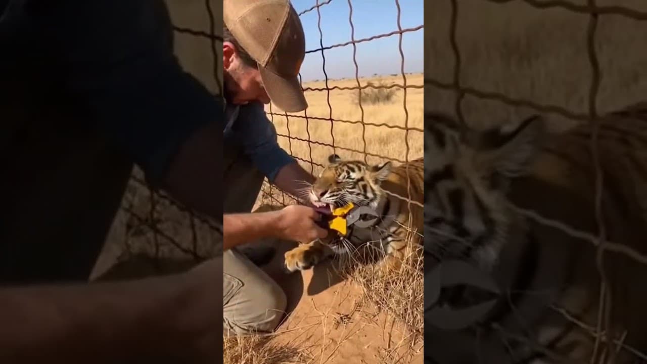 Tiger Cub Trapped in Fence as Mother Arrives