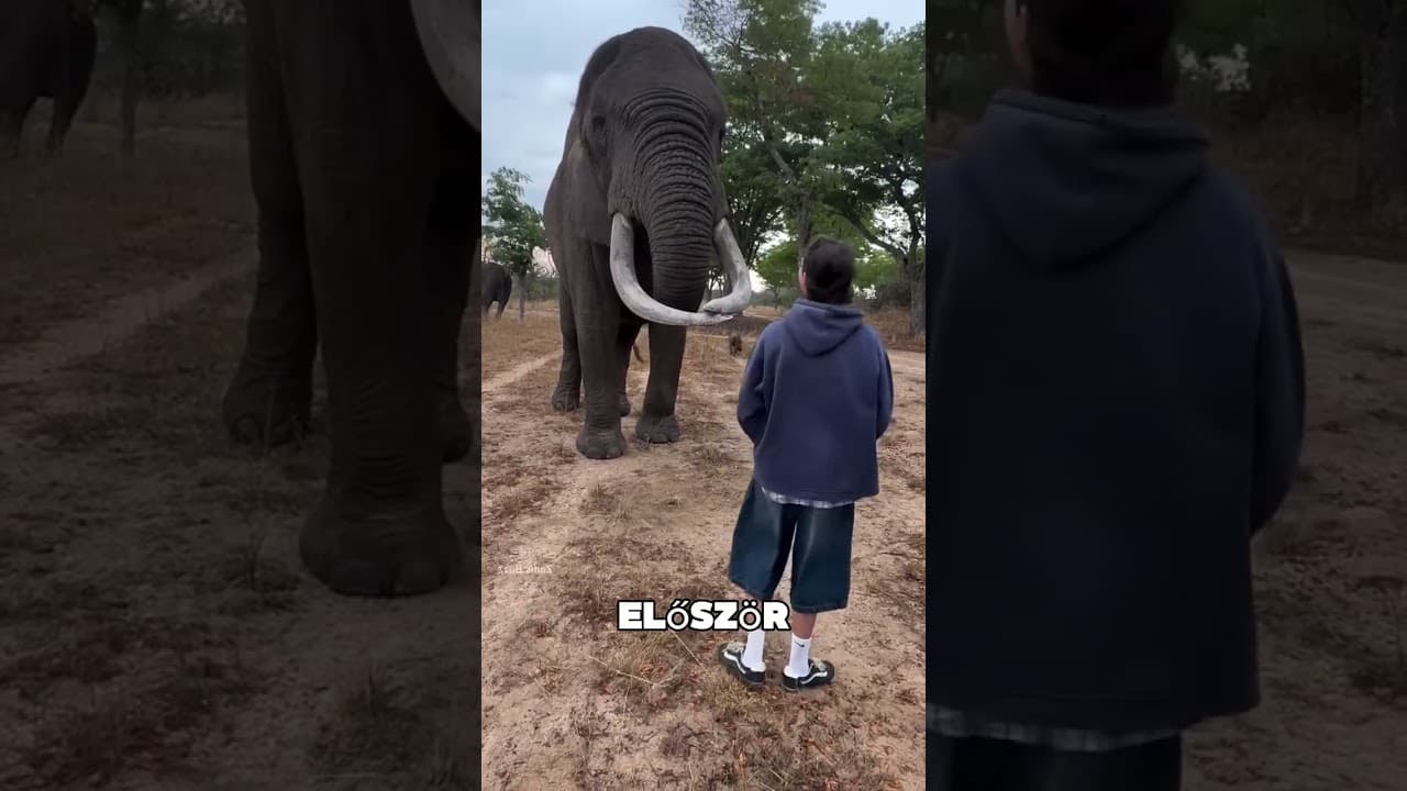 Ez az elefánt ellopta a kisfiú sapkáját 😯❤️