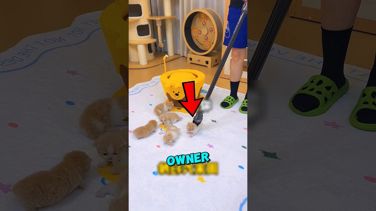 These Kittens Wouldn't Let Him CLEAN The House