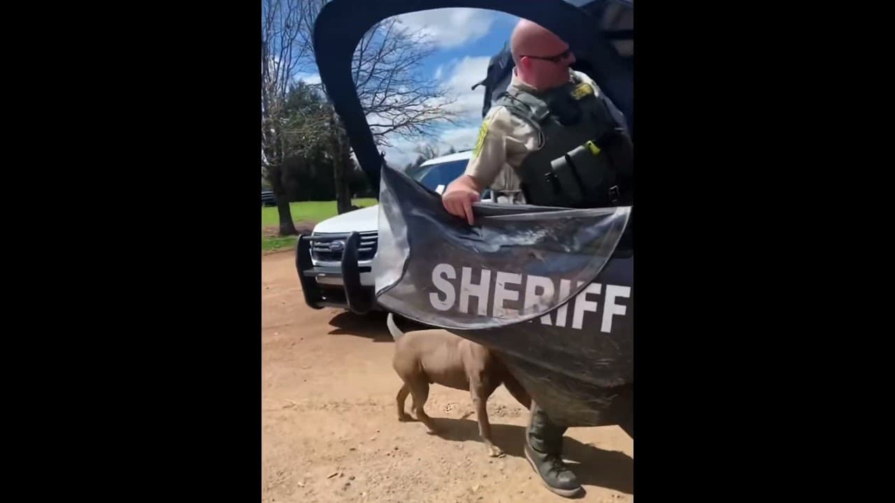 Dog:where you go,I go #dog #funnydog #dogs #funnyvideos #fyp
