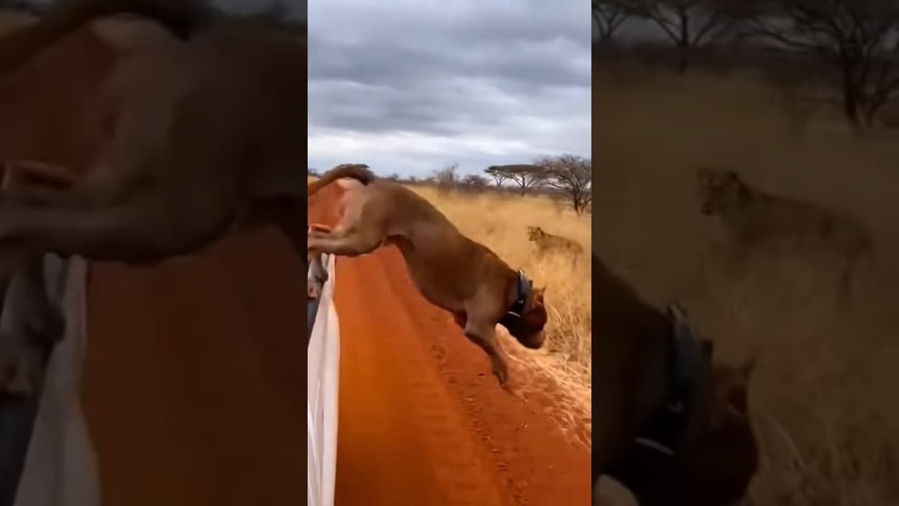 بيتبول يواجه لبؤة في اشتباك صادم😱