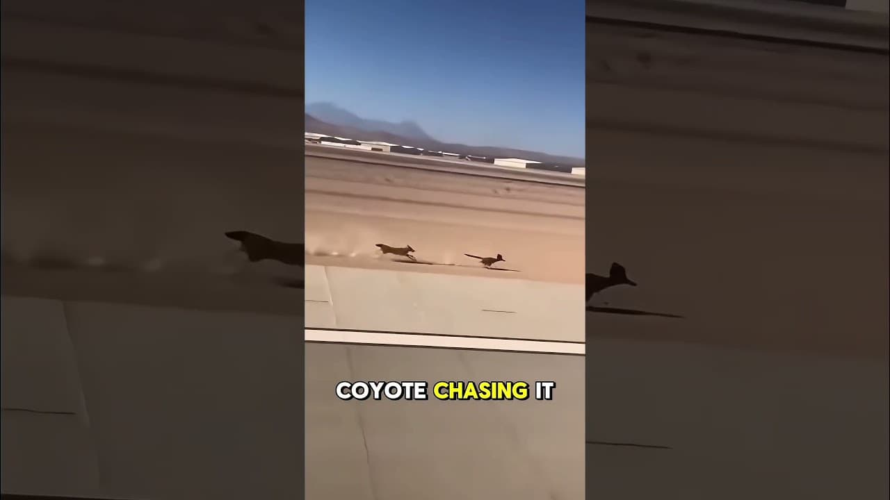 Looney Tunes "Fast and Furry-ous" at a runway 😂 #coyote #roadrunner