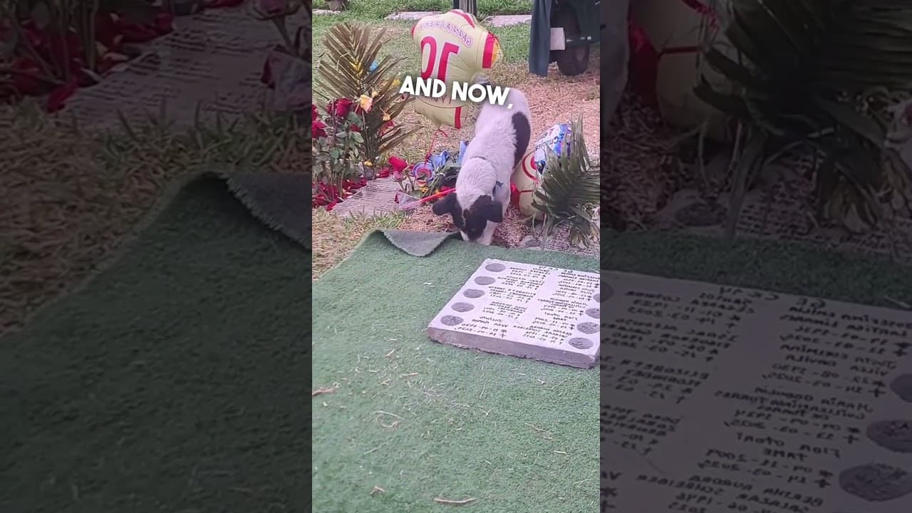 This Dog Never Left His Owners Side ❤️