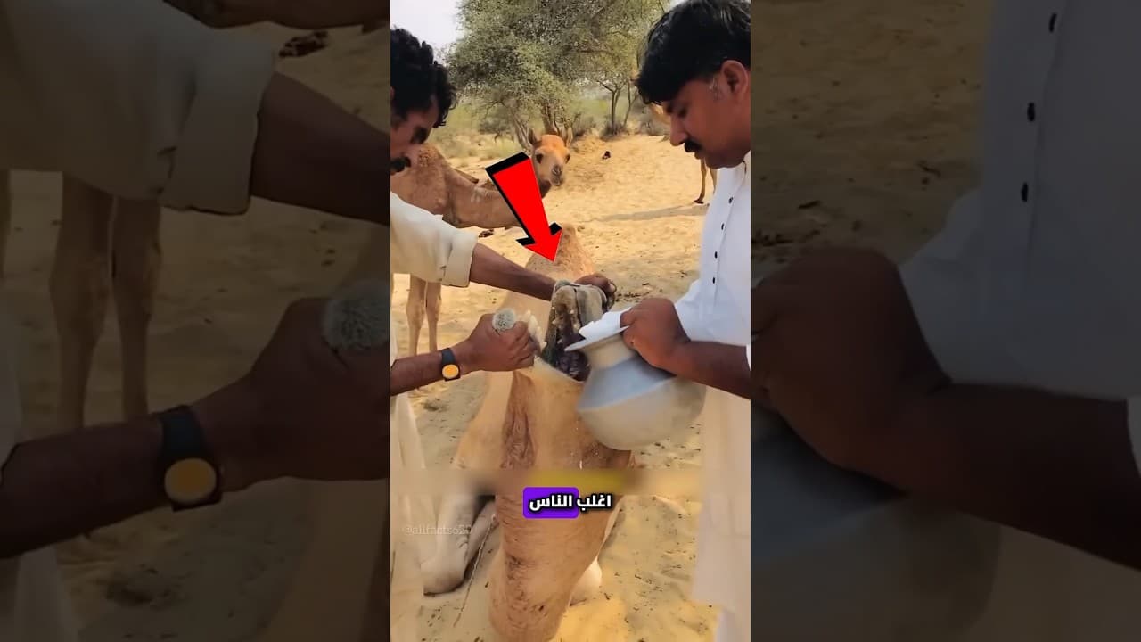 ما سر سنام الجمل؟ 🤔 #shorts