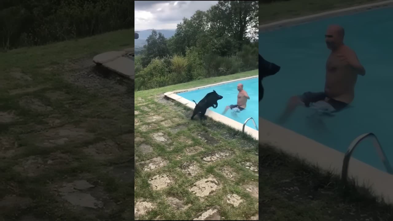 When a Wild Boar Decides to Go Swimming — And Refuses to Leave! 🐗😂 #ihirisniper
