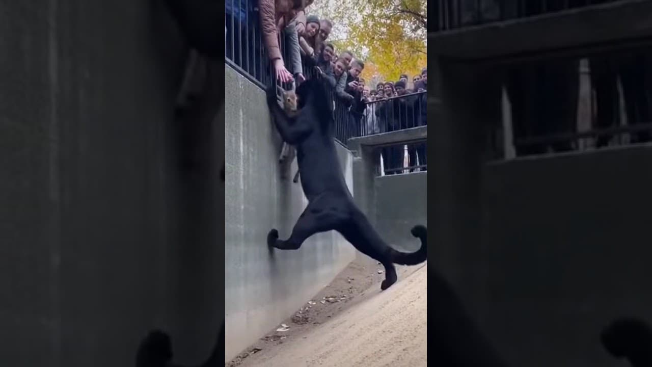 Tiny Fawn Falls Into Black Panther Enclosure… Then THIS Happens! 😱🐆🦌