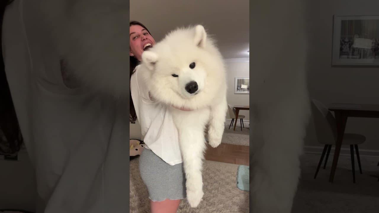 My purse is my dog!? 😱 #samoyed #dog #shorts