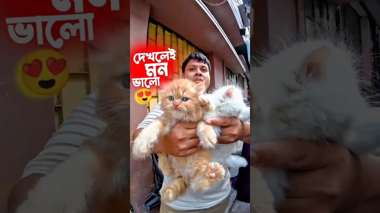 মিরপুর বিড়ালের হাট 😻🐈 কম দামে পার্সিয়ান বিড়াল 🐱 Cat Market in Mirpur Dhaka 🇧🇩