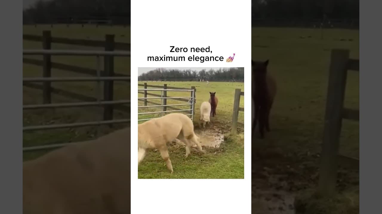 Follow for music, memes & unexpected fun! 🎹#lamb#cutepets#funnyanimals