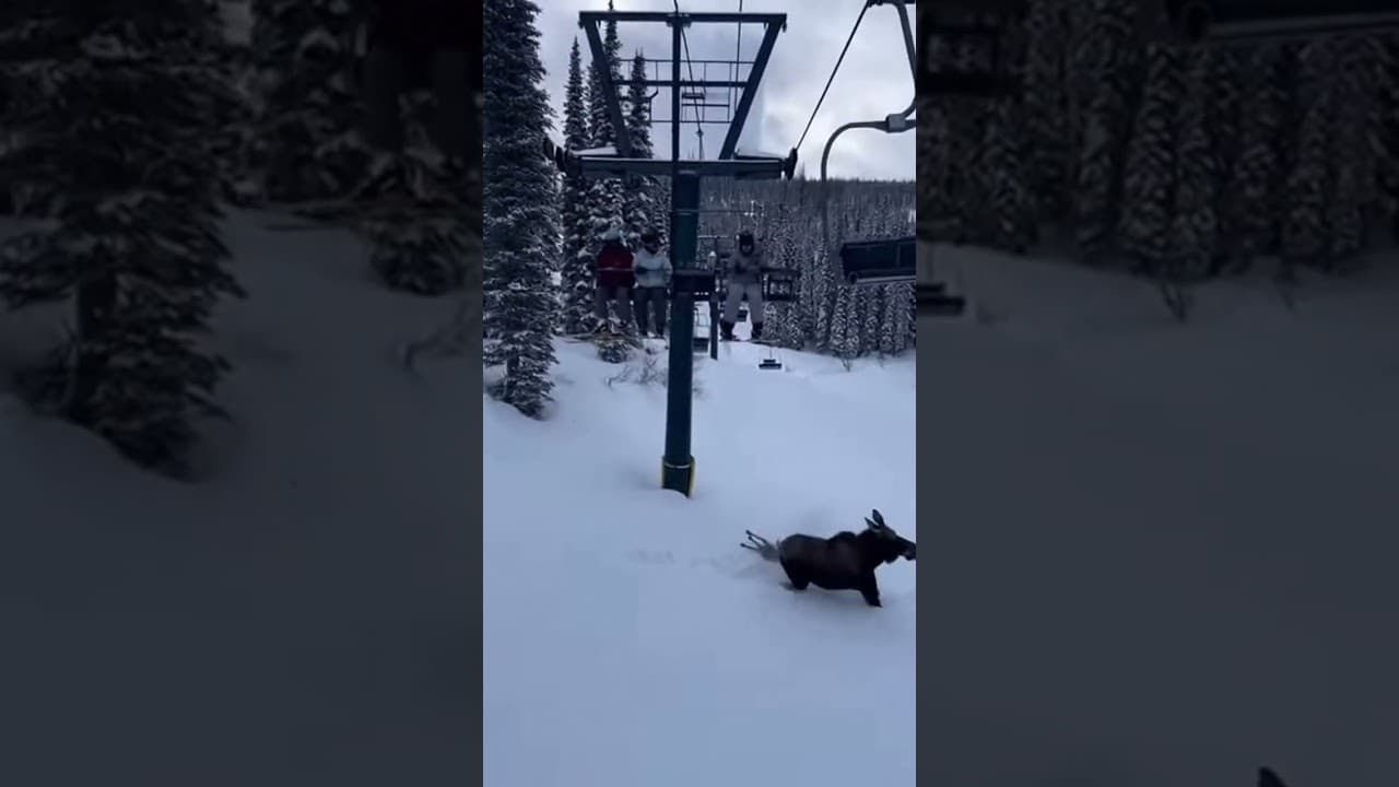 Bear Chase at the Ski Lift, A Moose Mother’s Desperate Escape
