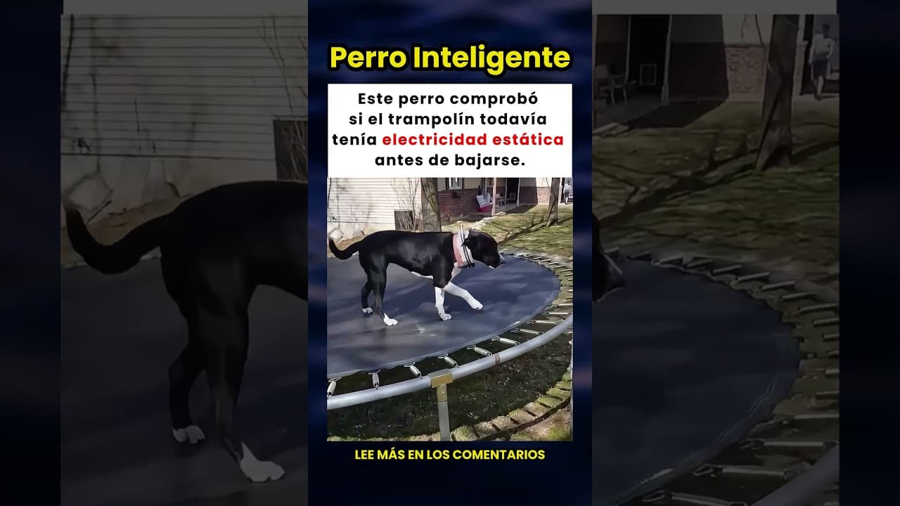¡Este perro comprueba la electricidad estática antes de bajarse del trampolín! 🐶⚡️