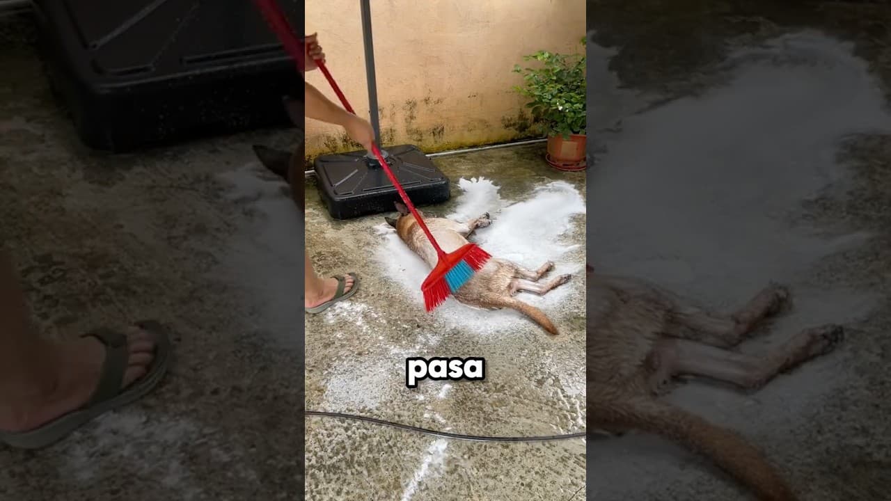 Este Perrito se Cree un Auto en el Carwash 😮