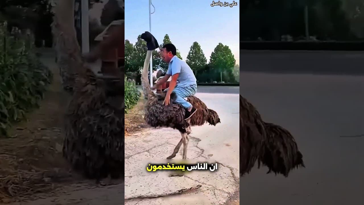 هذه العائلة حاولت تشتري نعامة بطريقة مميزة وبعدها حدث هذا 😳 #shorts #shortvideo #shortsfeed