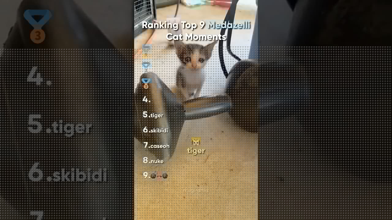 Ranking Top 9 Medazelli Funniest Cat Moments