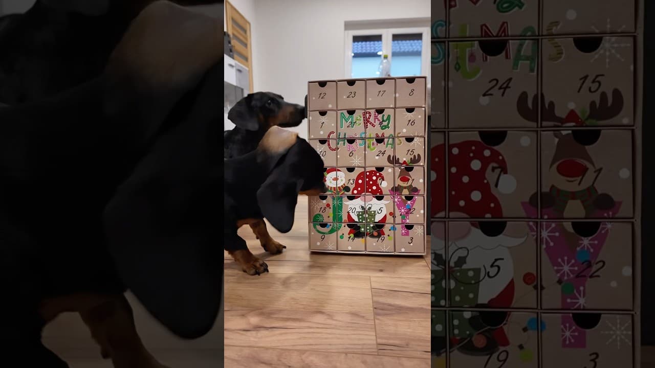 Adventi kalendárium Merlinnel és Artúrral 1-2 nap FAIL 🤣 #merlinesarturkalandjai