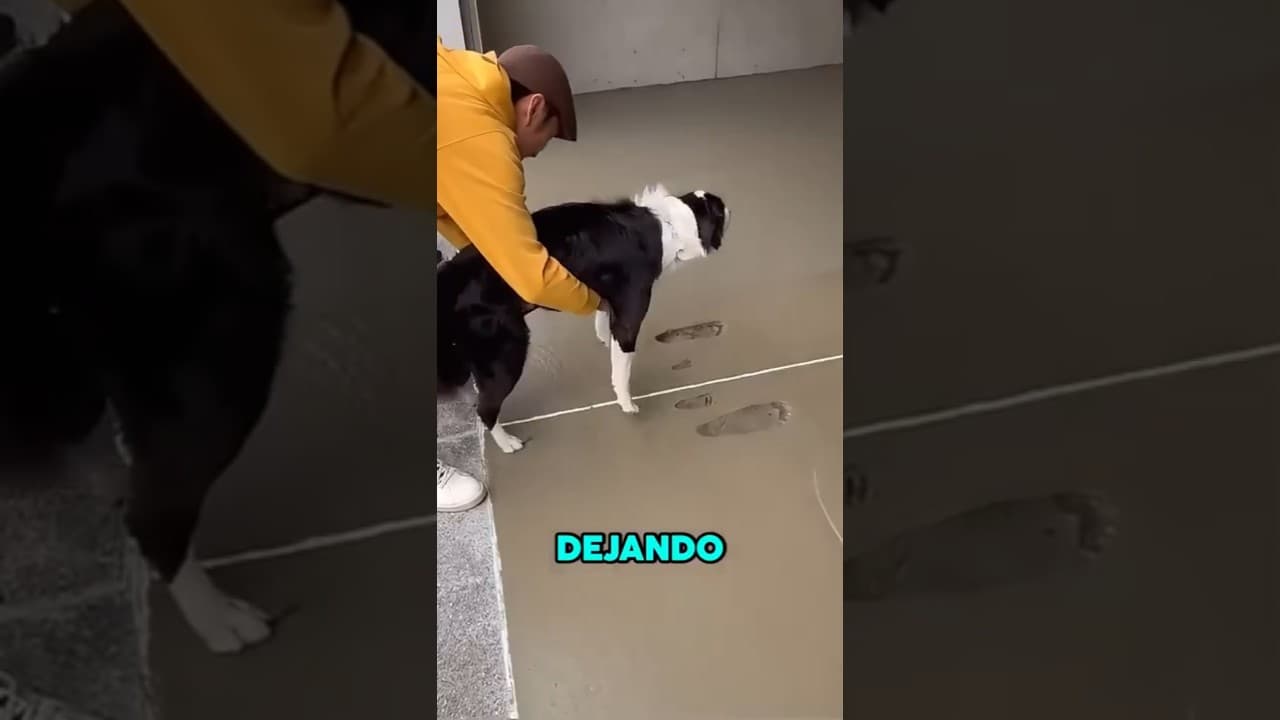 PERRO y CEMENTO hacen CAOS al MOMENTO 🐕😂 #shorts #animal #perros #divertido #familia #fail  #casa