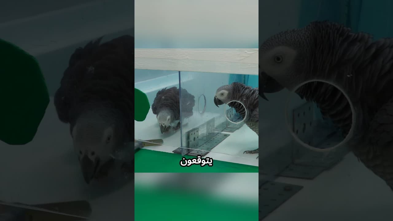 ببغاوات ترفض الظلم! شاهد ماذا فعل "الببغاء الغني" 🦜💰