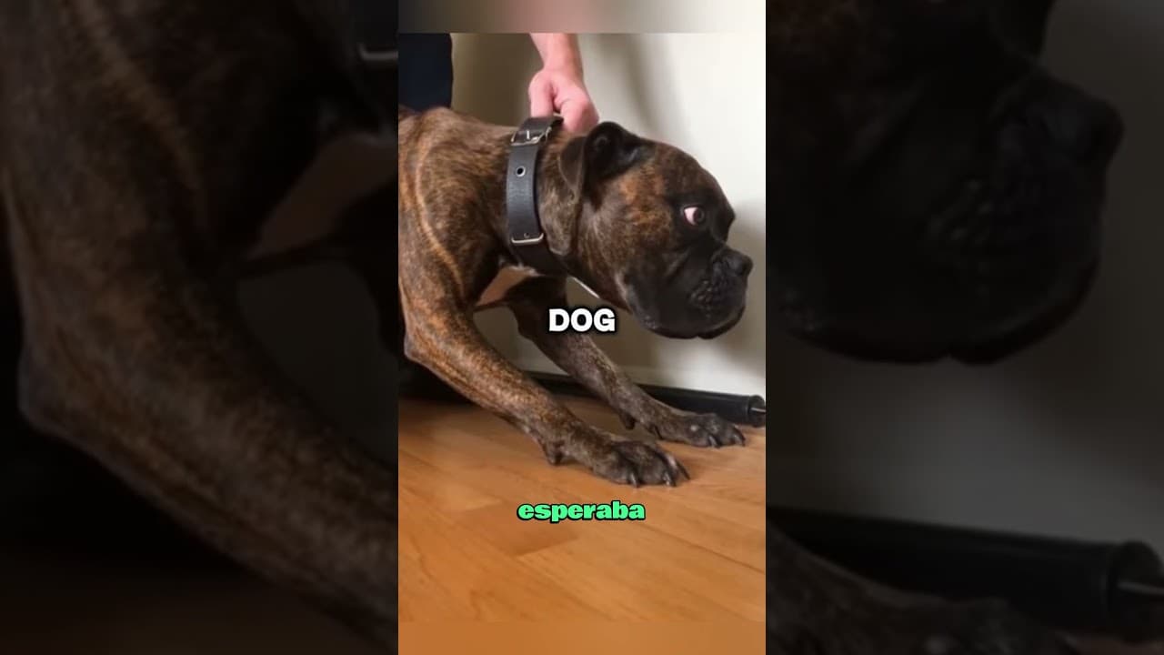 Querían abandonar a este perro… pero lo que había dentro de la pared dejó a todos en shock 🐕#animals