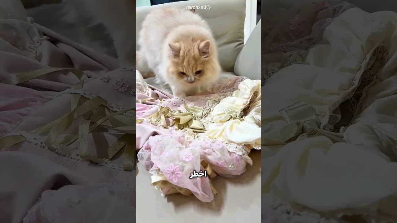 قططها افتكروها ملكة الغابة 🦁🐻🐱