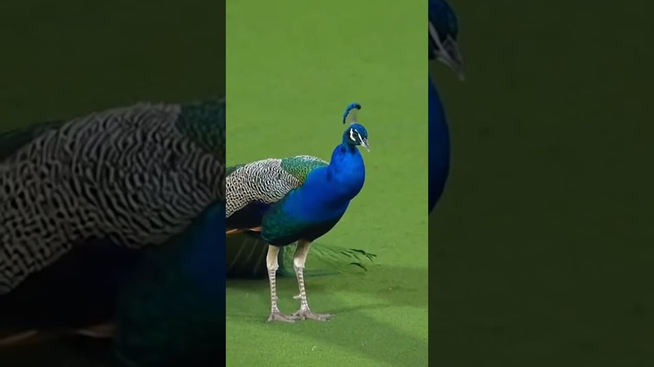 MAJESTIC! Peacock Interrupts India vs New Zealand Match & Dances On The Pitch! 🦚🏏