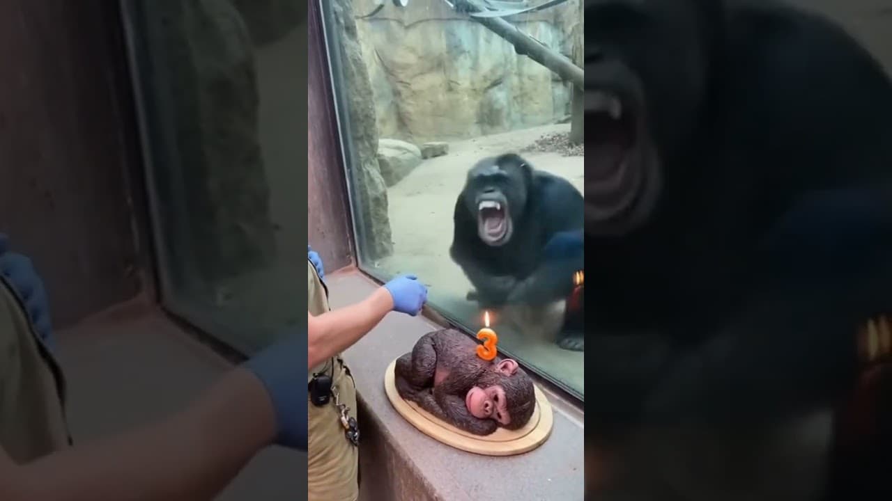 The zookeeper cut a birthday cake    and then real gorilla went berserk #shorts