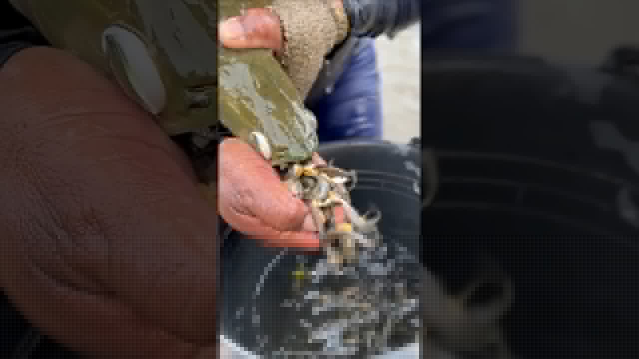 هذه السمكة تحتفظ ببيضها داخل فمها 😮 #shorts