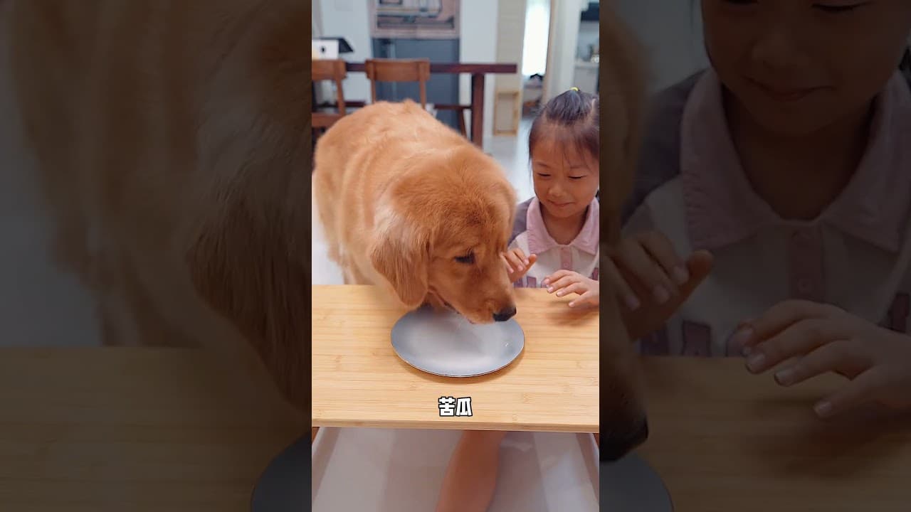 Look, you're getting angry again just from playing a game!你看，玩个游戏又生气了！ #dog #pets #goldenretriever