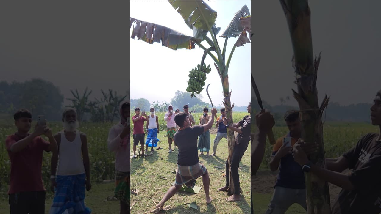 Banana farming  -Ep-🍌😱 2030 #shorts #viral #bananacutting #banana #agriculture