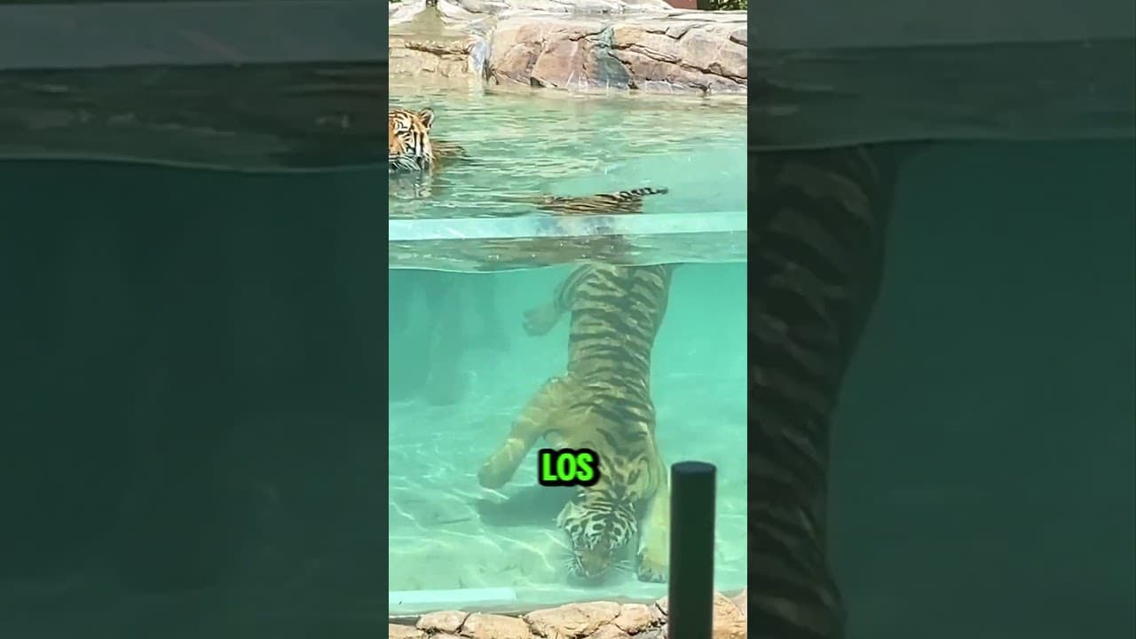 Por qué los gatos odian el agua