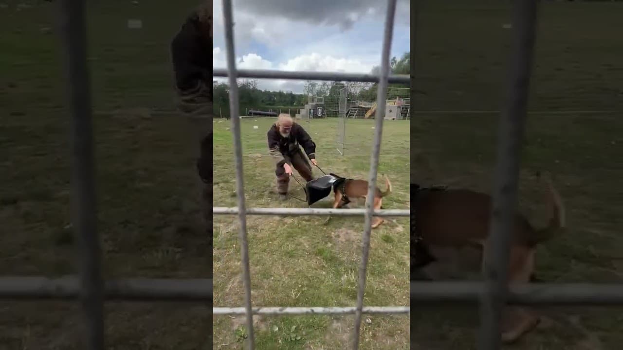 DARKSIDE WORKING DOGS- DOG VS DECOY #dogs #shortvideo #shorts follow on insta