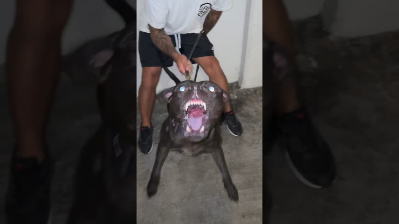 Die Besten WACHHUNDE der Welt und der letzte ist einfach ein Monster!#tiere #hunde