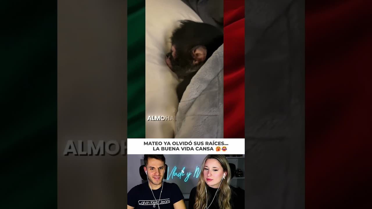 El monito Mateo duerme como bebé y ya no quiere saber nada de la selva 🥺🐒