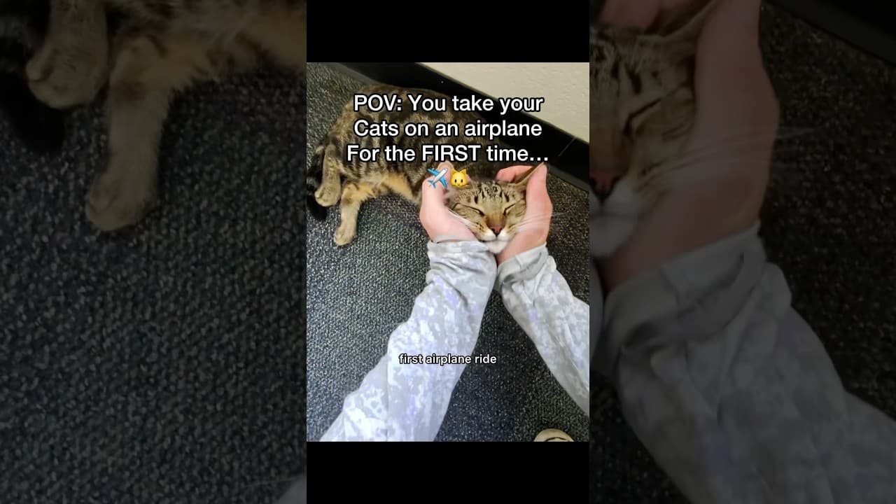 Well hopefully they don’t cancel our next flight 😂🐱✈️#pov #flyingwithcats #cats #newbornkittens