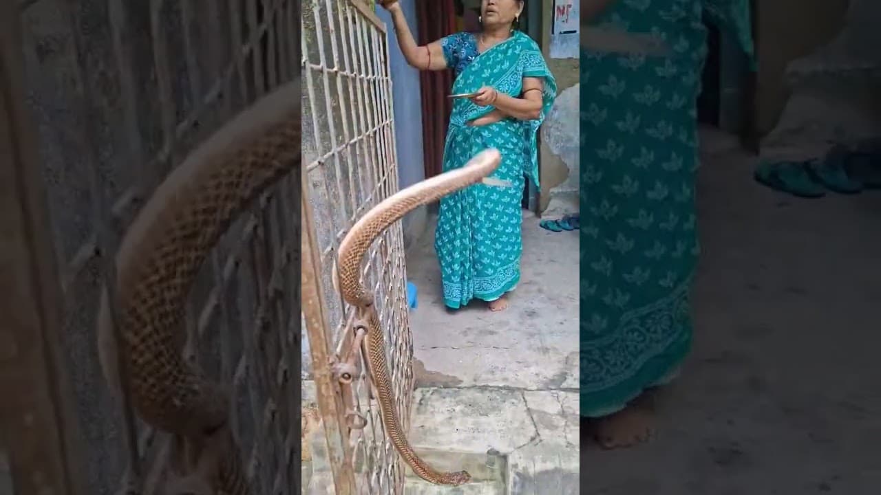 tulsi ke podhe mai pani dalne ja rhi thi tbhi saap dikhai diya#sortviral #villagerlifestyle #reels
