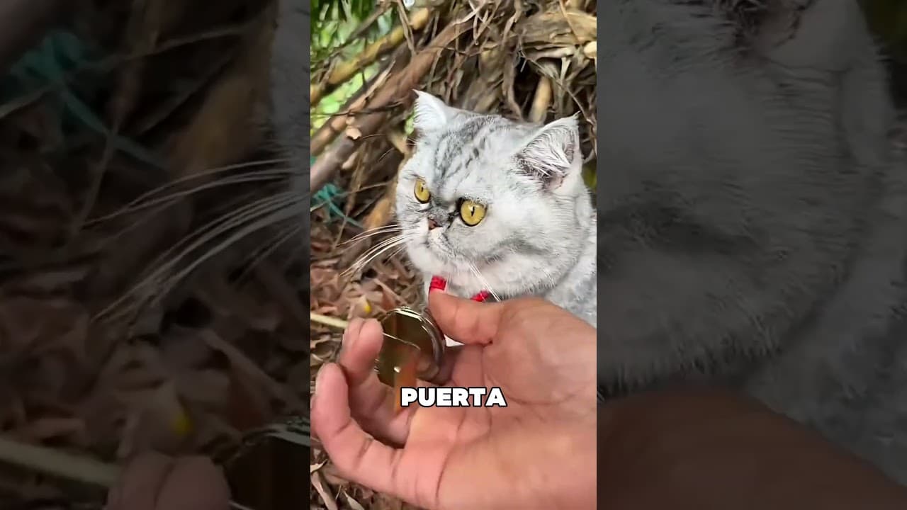 Este Gato Trajo A Su Novia A Casa 🤯❤️