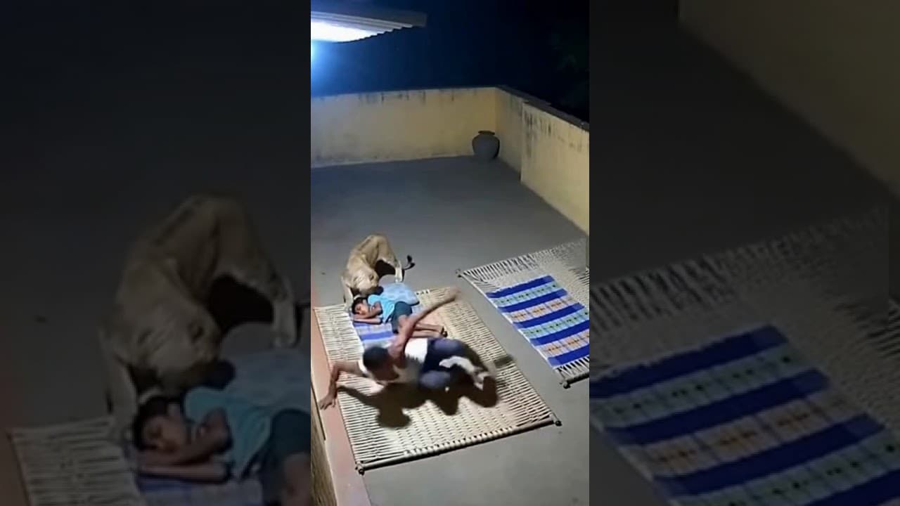 “Hero Dad Saves Son from Lion Attack — Caught on Camera