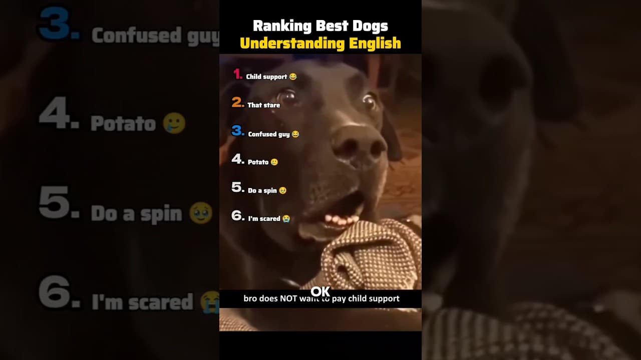 Ranking Best Dogs Understanding English