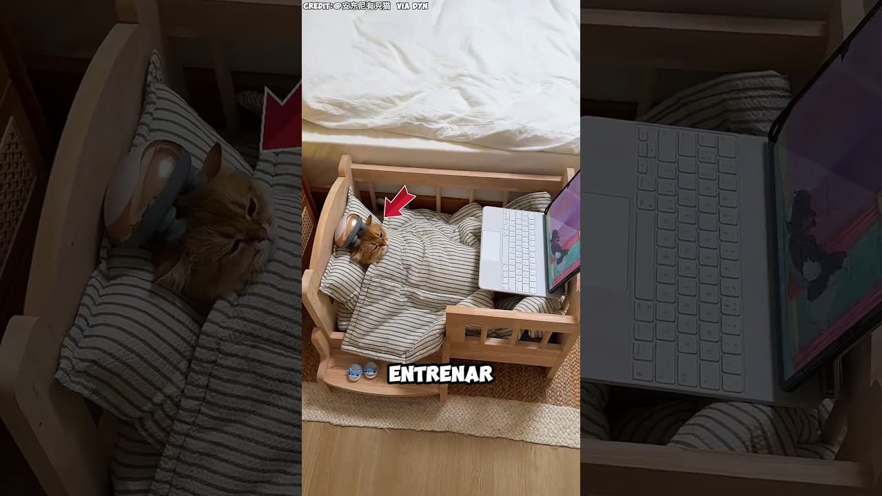 Este gato sabe cuidarse a sí mismo 🥰 #shortvideo