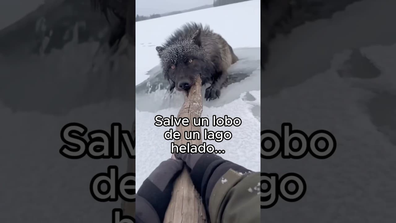 Dejo que se queden? ❤️