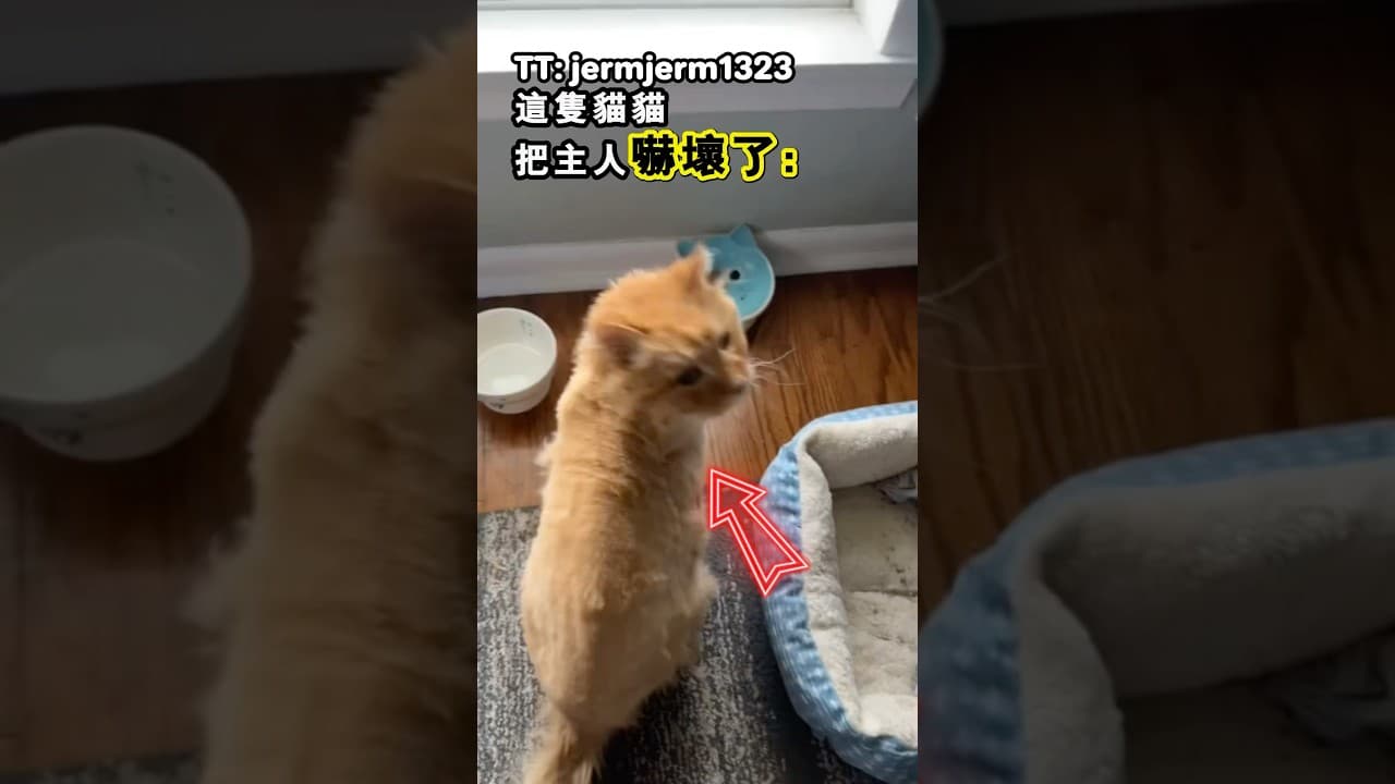 這隻貓貓簡直快把主人嚇死了（TT: jermjerm1323)