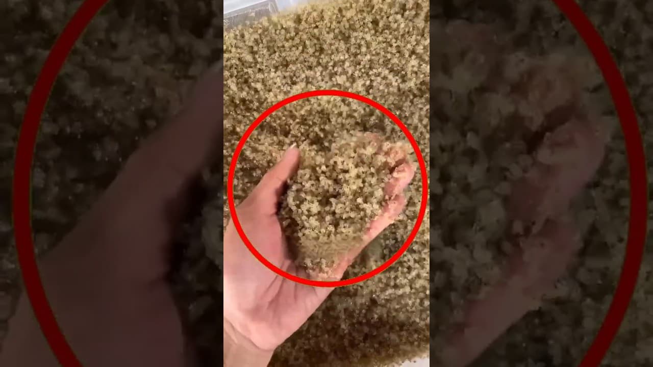 Najkorisnije životinje koje ste već jeli... 😮🍽️