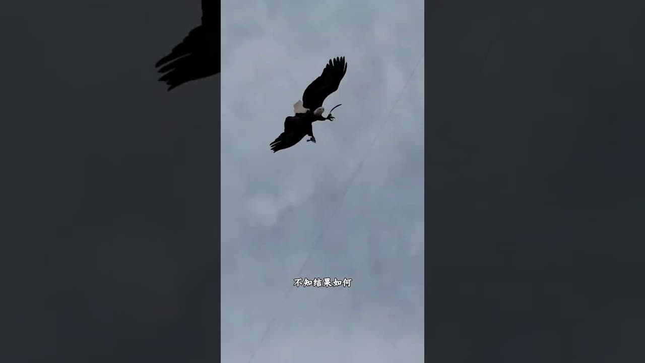 这老鹰不得了啊 #有趣