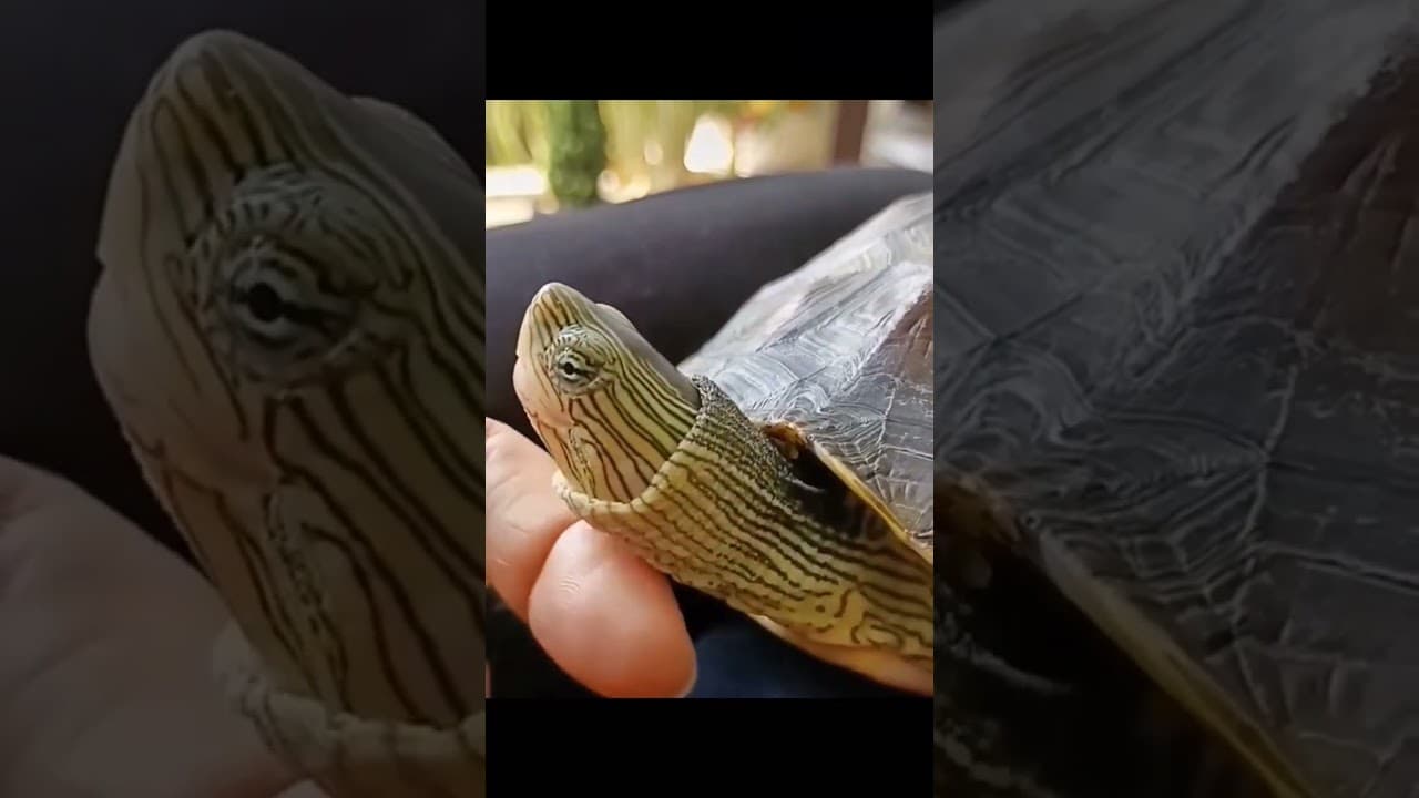 drôle de tortue ! 🤣